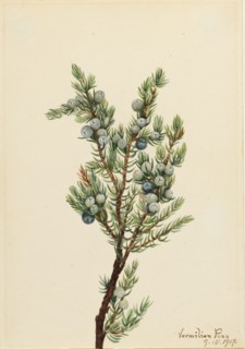Mountain Juniper (Juniperus sibirica), 1917.
