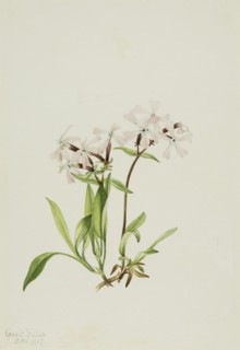 Peatpink (Silene caroliniana), 1917.