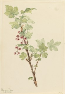 Prickly Currant (Ribes lacustre), 1917.