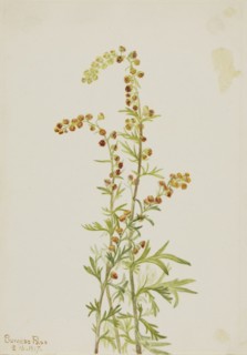 Rock Wormwood (Artemisia discolor), 1917.