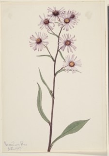 Showy Aster (Aster conspicuus), 1917.