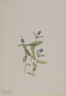 Veronica wormskjoldii, 1917.