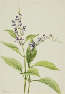 Wood Skullcap (Scutellaria serrata), 1917.