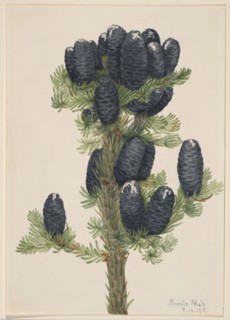 Alpine Fir (Abies lasiocarpa), 1918.