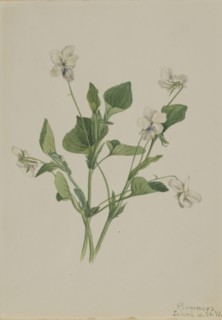 Cream Violet (Viola striata), 1918.
