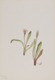 False Dandelion (Agoseris carnea), 1918.