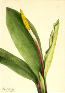Goldenclub (Orontium aquaticum), 1918.