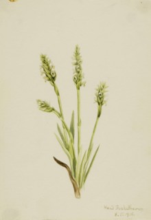 Hooded Ladies-Tresses (Ibidium strictum), 1918.