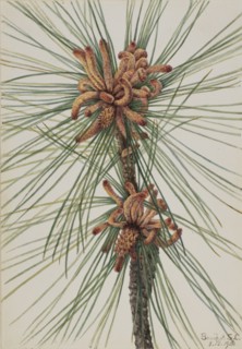 Loblolly Pine (Pinus taeda), 1918.