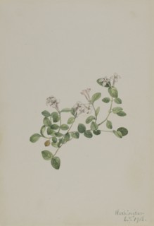 Partridgeberry (Mitchella repena), 1918.