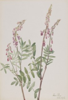 Pink Hedysarum (Hedysarum americanum), 1918.