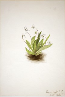 Primrose Violet (Viola primulifolia), 1918.