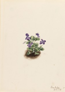 Purple Mountain Violet (Viola adunca), 1918.