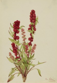 Strawberry-Blite (Chenopodium capitatum), 1918.