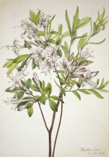 Swamp Azalea (Azalea viscosa), 1918.