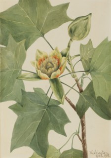 Tuliptree (Liriodendron tulipifera), 1918.
