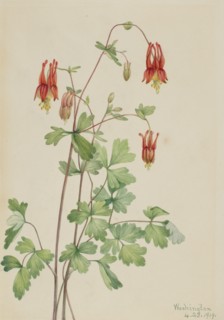 American Columbine (Aquilegia canadensis), 1919.