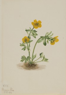 Avalanche Buttercup (Ranunculus suksdorfii), 1919.