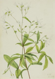Bowmansroot (Porteranthus trifoliatus), 1919.