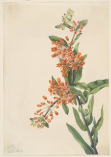 Butterfly Weed (Ascelpias tuberosa), 1919.