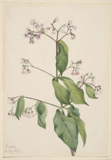 Dogbane (Apocyum androsaemfolium), 1919.