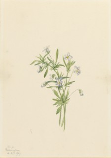Field Violet (Viola rafinesquii), 1919.