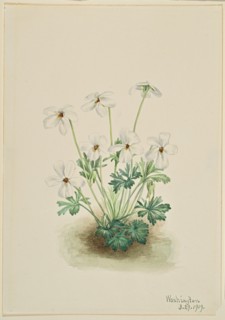 Pansy Violet (Viola pedata), 1919.