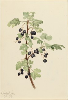 Prickly Currant (Ribes lacustre), 1919.