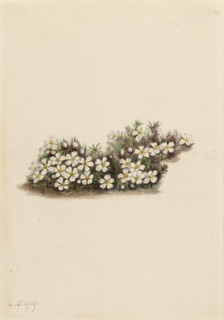 Pyxie (Pyxidanthera barbulata), 1919.