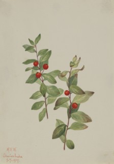 Red Comandra (Comandra livida), 1919.
