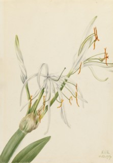 Spider Lily (Hymenocallis rotata), 1919.
