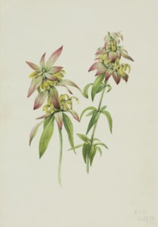 Spotted Bee Balm (Monarda punctata), 1919.