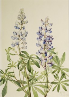 Sun Dial Lupine (Lupinus perennis), 1919.