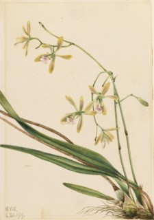 Tampa Epidendrum (Epidendrum tampense), 1919.