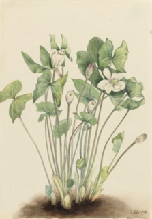 Twinleaf (Jeffersonia diphylla), 1919.