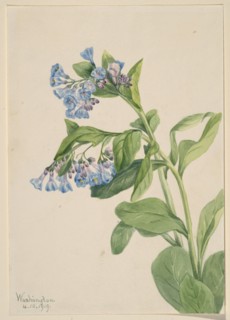Virginia Bluebells (Mertensia virginica), 1919.