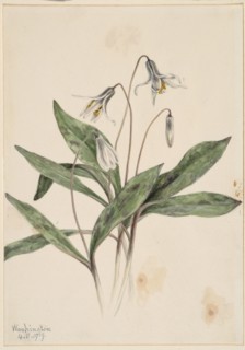 White Troutlily (Erythronium albidum), 1919.