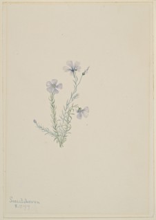 Wild Flax (Linum lewisii), 1919.