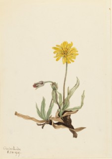 Woolly Agoseris (Agoseris villosa), 1919.