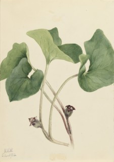 Canada Wild Ginger (Asarum canadense), 1920.