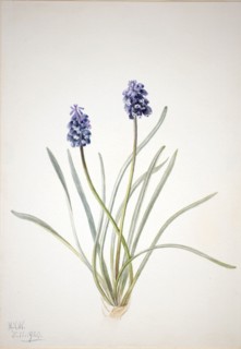 Grape Hyacinth (Muscari racemosum), 1920.