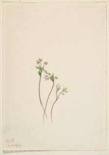 Harbinger of Spring (Erigenia bulbosa), 1920.