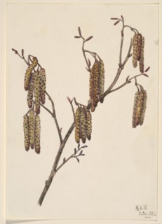 Hazel Alder (Alnus regosa), 1920.