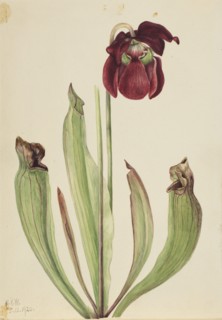 Hybrid Pitcherplant (Sarracenia rubra xs purpurea venosa), 1920.