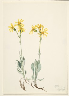 Montana Parnassia (Parnassia montanesis), 1920.