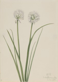 Northern Onion (Allium sibiricum), 1920.