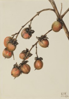 Persimmon (Diospyros virginiana), 1920.