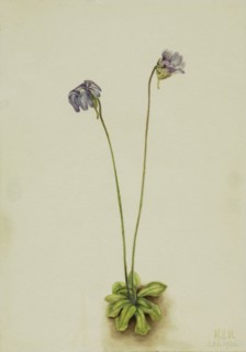 Purple Butterwort (Pinguicula elatior), 1920.