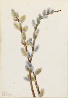 Pussy Willow (Salix discolor), 1920.