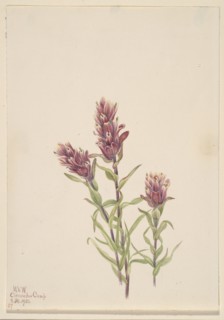 Rose Paintbrush (Castilleja pallida), 1920.